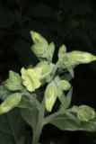 Nicotiana rustica RCP7-2015  (52).JPG